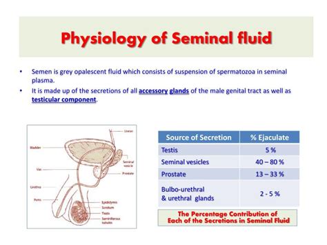 liquide seminal|(PDF) Complexity of Seminal Fluid: A Review